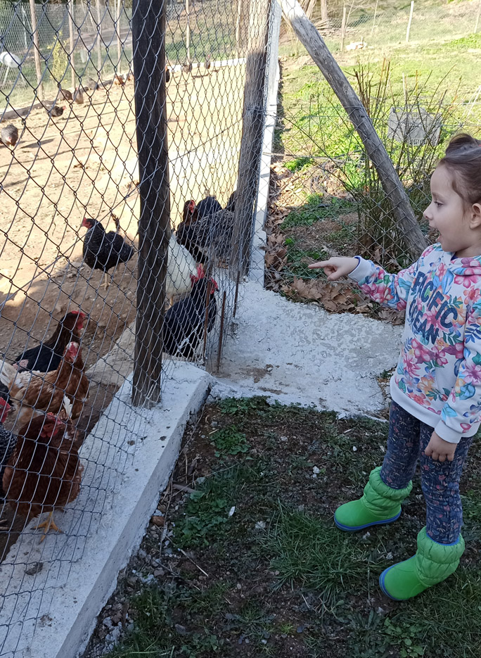 portaria greece karaiskos farm chiken fresh eggs