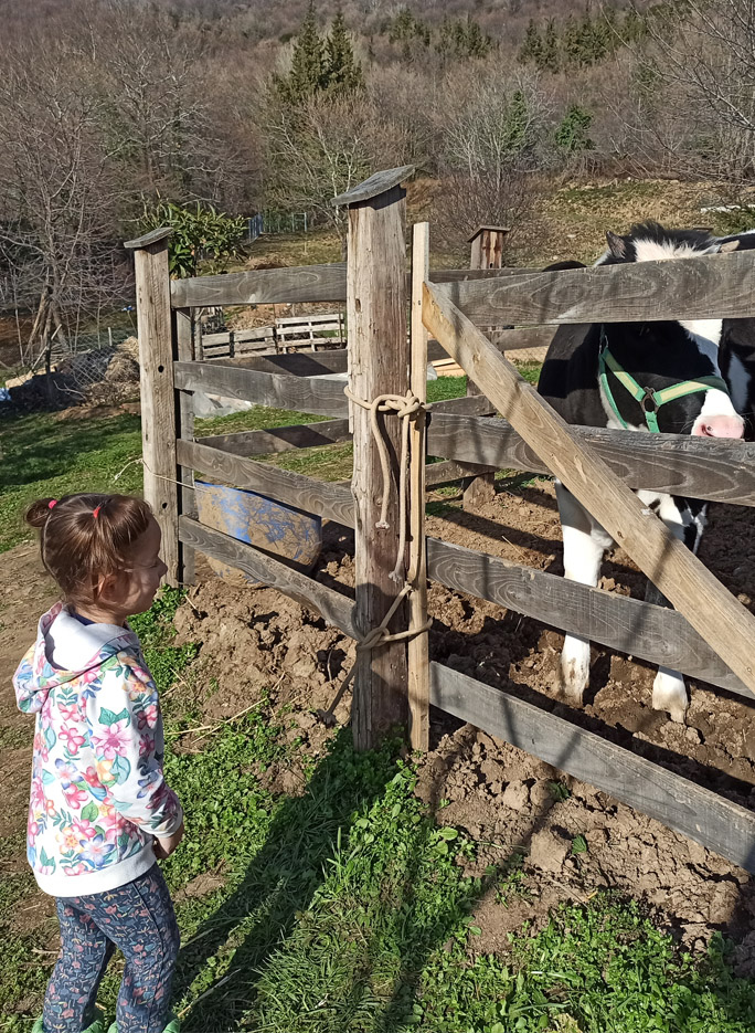 portaria greece karaiskos farm cow fresh milk