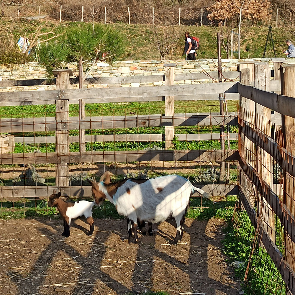 portaria greece karaiskos farm mini goats pelion