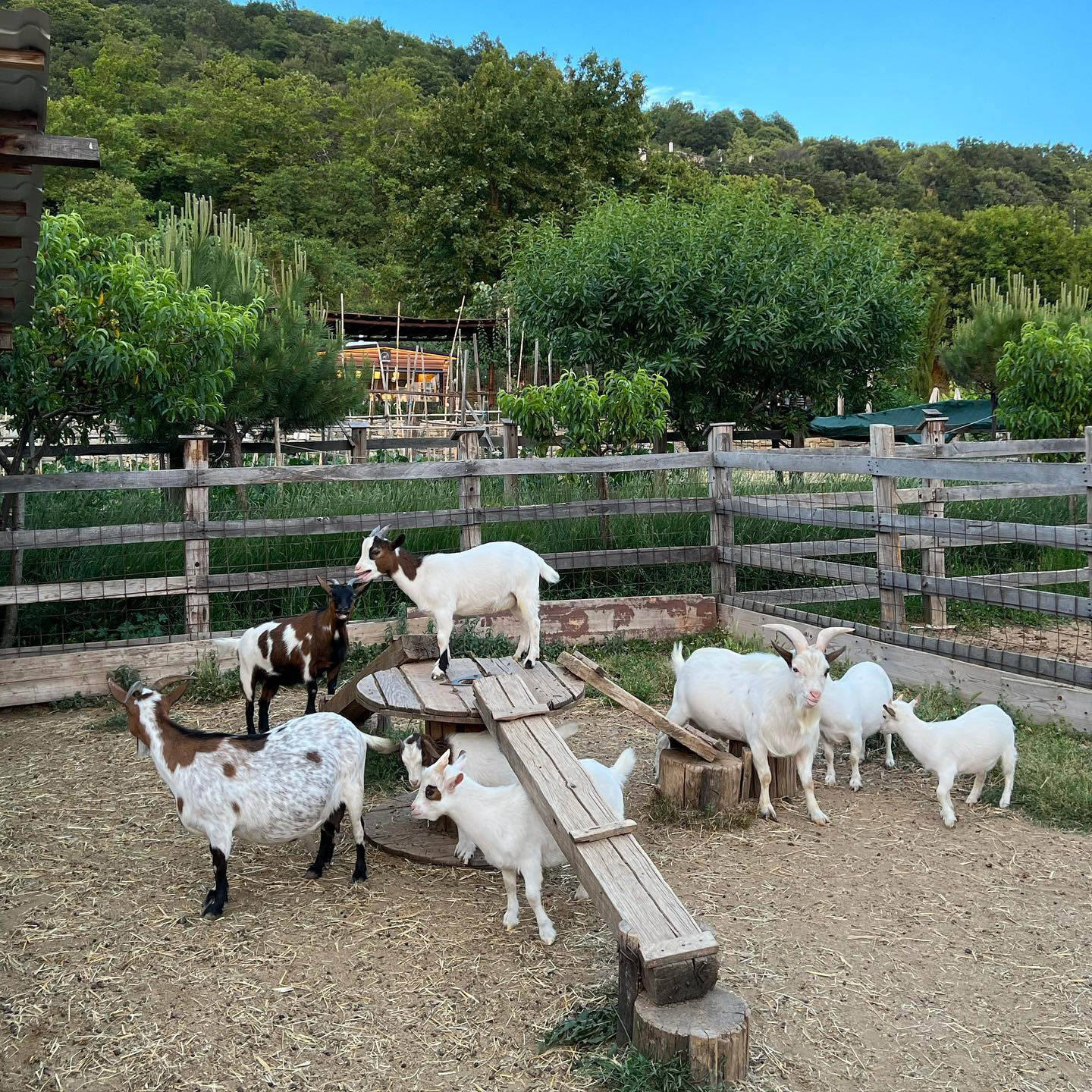 goat karaiskos farm portaria pelion greece