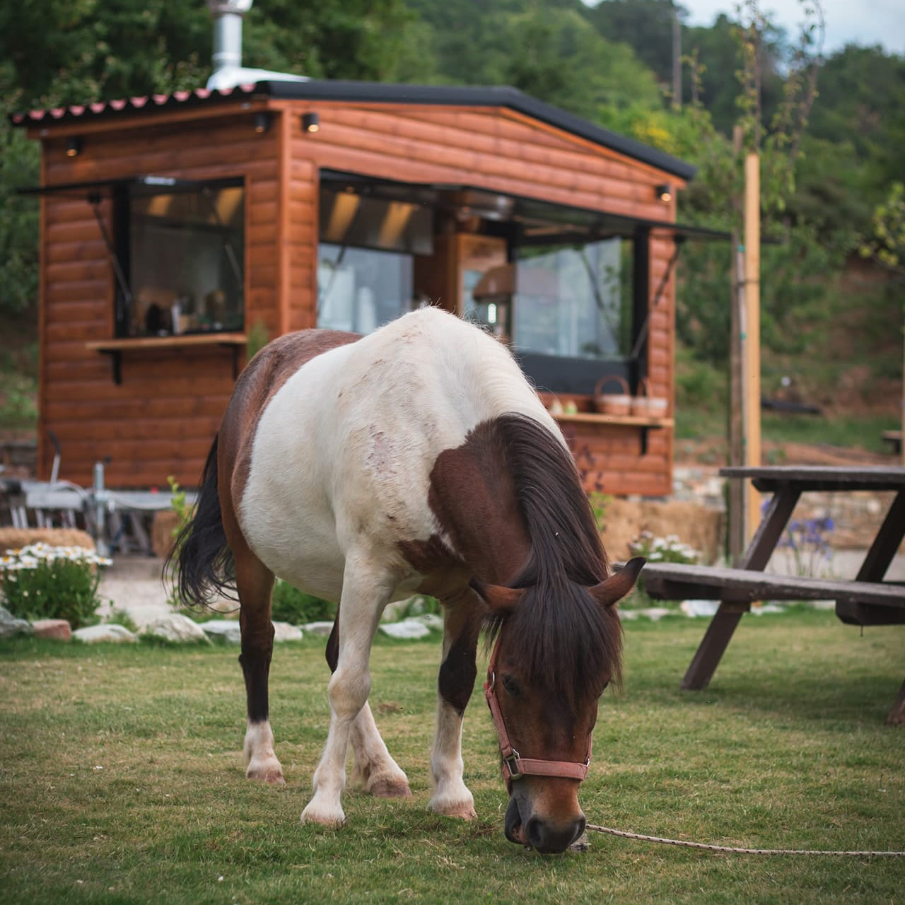 pony karaiskos farm portaria pelion greece