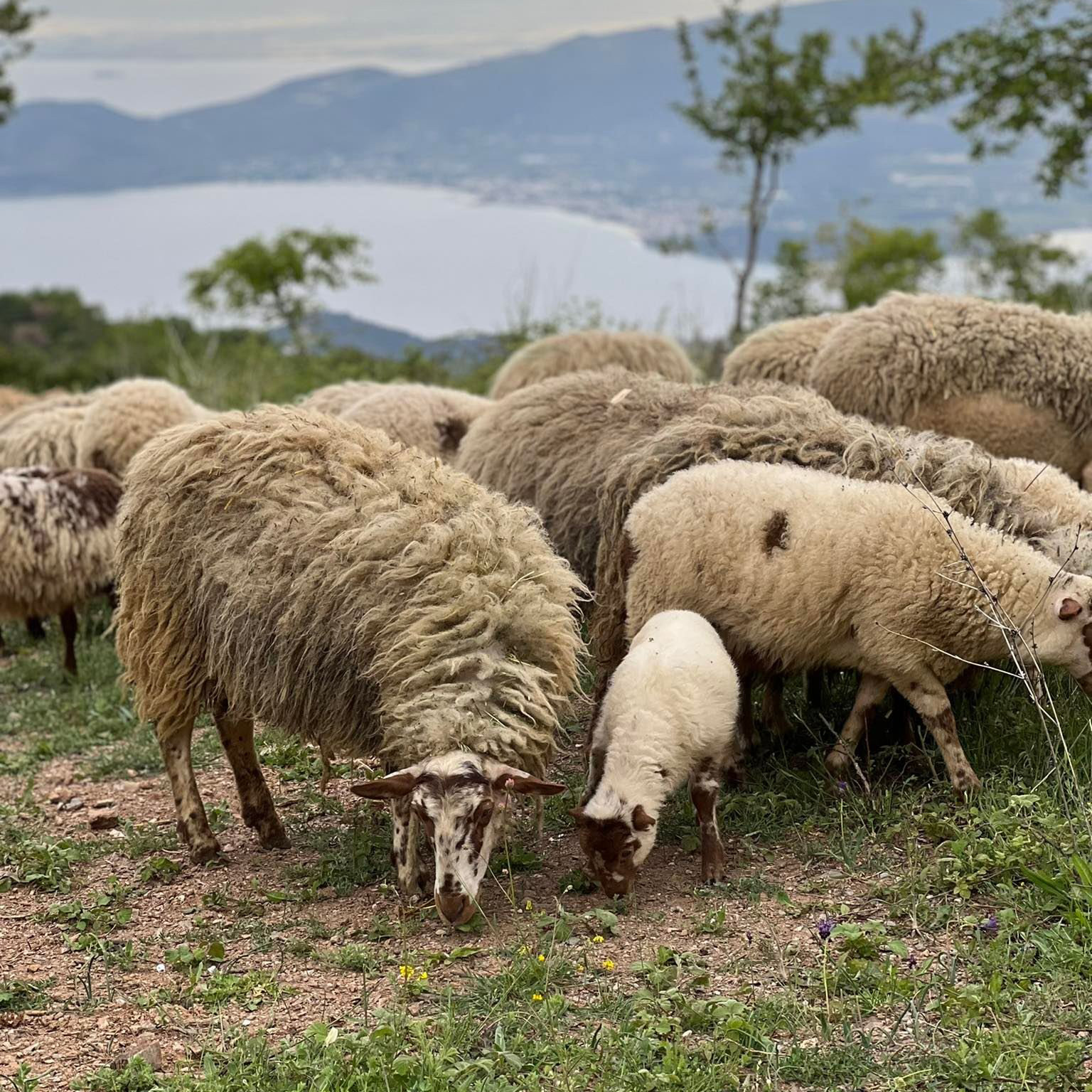 sheeps karaiskos farm portaria greece pelion